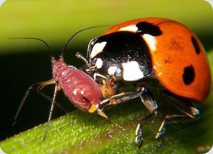 Biyolojik Mücadele Orman zararlıları ile mücadele çalışmalarında teknolojik gelişmeler göz önüne alınarak zaman içinde daha etkin mücadele yöntemleri