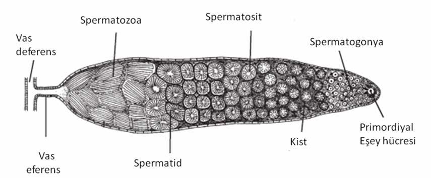 19 Farklılaşma bölgesinde spermatidler uzar ve spermatozoaya dönüşürken, sperm demetleri görülür (Şekil 3.2) [Chapman, 2004; Davis, 1955; Rodrigues ve ark., 2008].