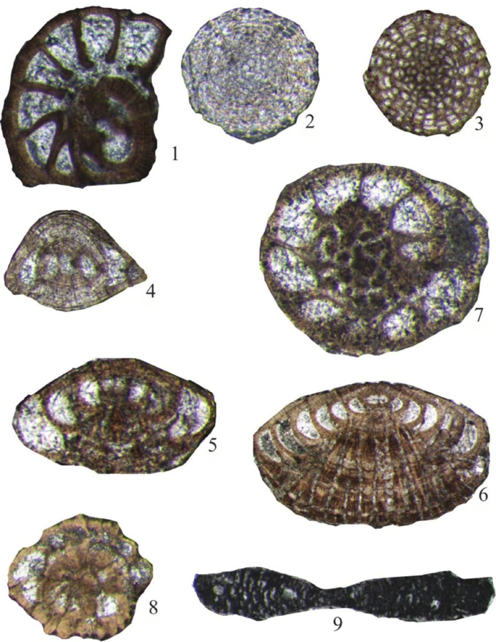 Ağcakışla (Sivas-Şarkışla) Yöresi Alt-Orta Eosen Çökellerinin Bentik Foraminifer Biyostratigrafisi LEVHA 2.