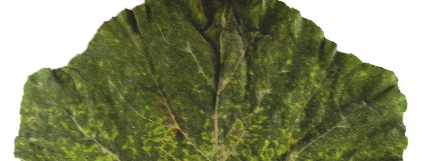 MELON NECROTIC SPOT VIRUS (MNSV), A NEWLY REPORTED VIRUS DISEASES FOR TURKEY IN SQUASH SPECIES primers.