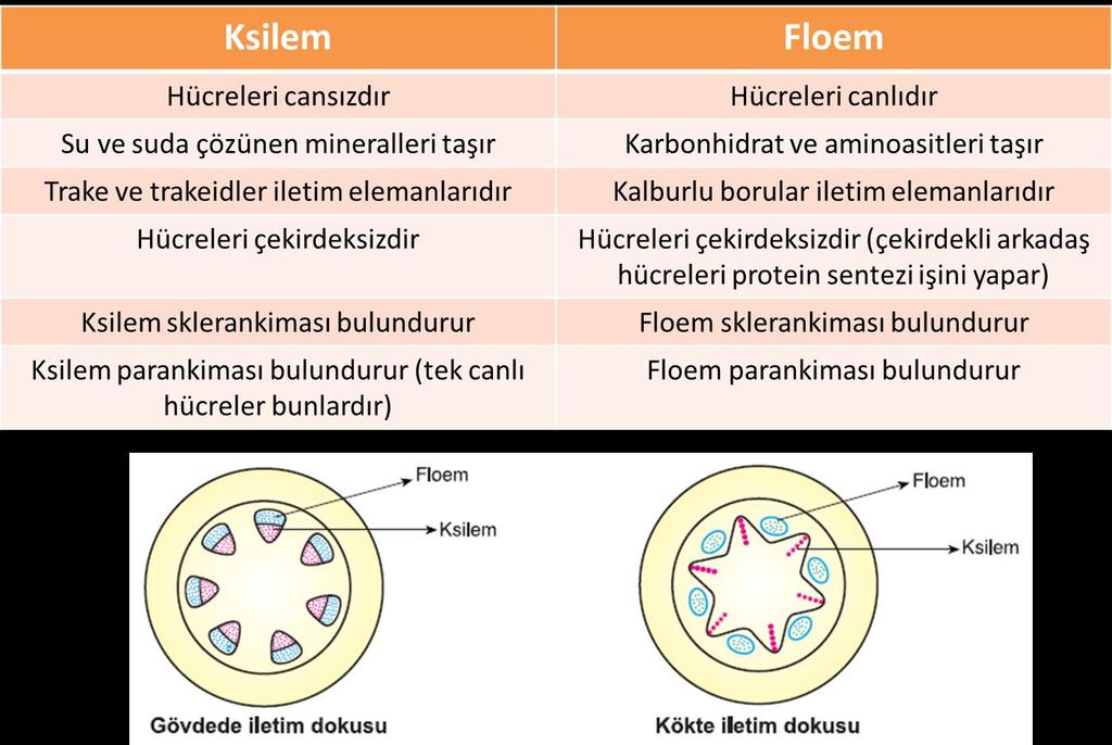 Ksilem ile Floem