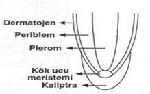 Kambiyum çift çenekli (dikotiledon) bitkilerde ve kozalaklı bitkilerde bulunur. Bölünür mantar doku (fellojen), bitkide mantarlaşma oluşturarak bitkinin dış etkenlerden korunmasını sağlar.