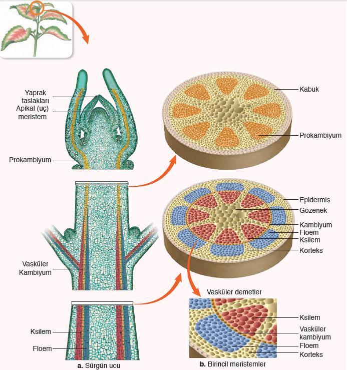 Kofulları küçük ve az sayıdadır. Hücre çeperi ince ve metabolizmaları hızlıdır. 1.Primer meristem ( Birincil Bölünür Doku ) : Bitkinin kök ve gövde ucunda bulunur. Bitkinin boyuna uzamasını sağlar.