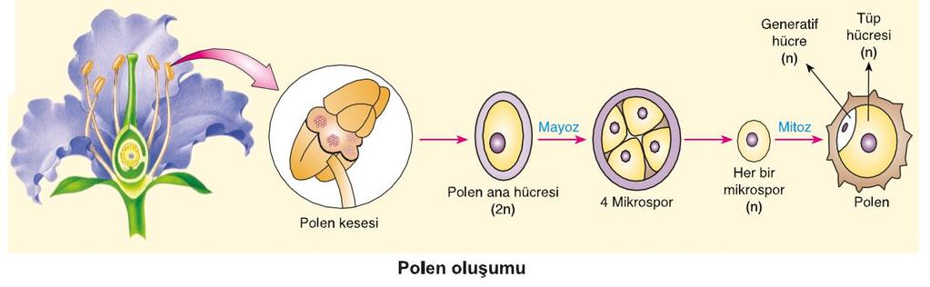 Kalburlu borulara su girişi ile hidrostatik basınç oluşur. Böylece floem öz suyu, kalburlu borular boyunca bir hücreden diğerine geçmeye zorlanır. 3.