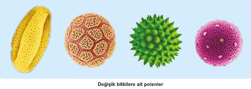 Glikoz derişiminin azalması ile su, kalburlu borulardan çıkarak ksileme geçer ve yukarı taşınır. Bir glikoz havuzu, glikozu çoğunlukla o havuza en yakın kaynaktan alır.