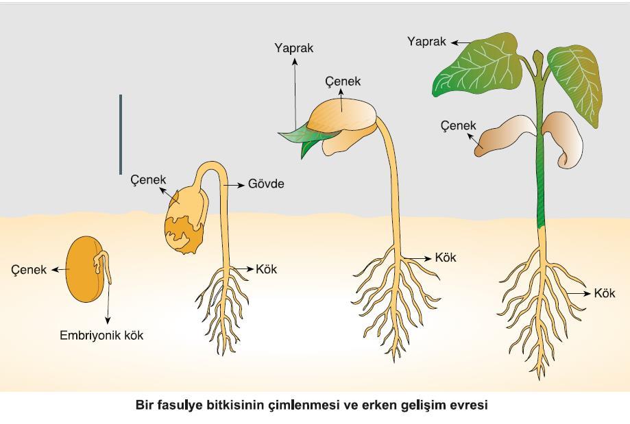 Tohumun olgunlaşmasından çimlenmesine kadar geçen süredeki durumuna uyku hâli (dormansi) denir. Uyku hâlindeki tohumlarda metabolizma hızı yavaştır.