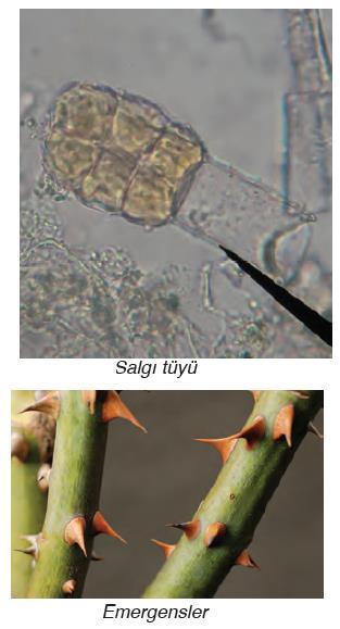 Otsu bitkilerde ve odunsu bitkilerin kök, genç dal ve yapraklarının üzerini örten canlı dokudur. Tek sıra hücreden oluşur.