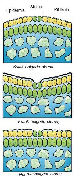 B-MANTAR DOKU: Fellojen (mantar kambiyumu) den gelişir. Epidermis hücrelerinin ölmesi, parçalanması ile oluşur.