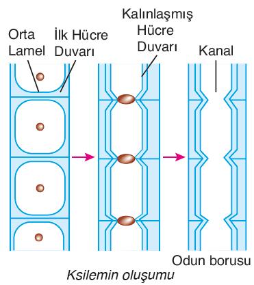 İLETİM DOKU: Damarsız bitkiler dışında, karada yaşayan tüm bitkilerde bulunur. Su ve organik madde taşır.