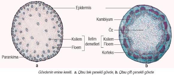 B-HÜCRE DIŞI SALGILAR: Salgı hücrede oluşur ve sonra dışarı atılır. Sardunyada, koku bal özünü oluşturan hücrelerle, böcekçil bitkilerin sindirim enzimleri örnek olarak verilebilir.