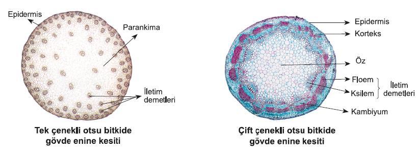 GÖVDE Bitkinin dal, yaprak, çiçek ve meyve gibi kısımlarını üzerinde taşıyan bölümü gövdedir. Kökten emilen su ve mineraller, gövdede bulunan iletim demetleriyle yapraklara taşınır.