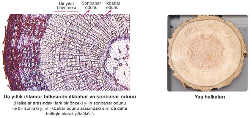 Genellikle mevsimlik veya bir kaç yıllık ömre sahip olan bitkilerin gövdelerine ise otsu gövde denir.