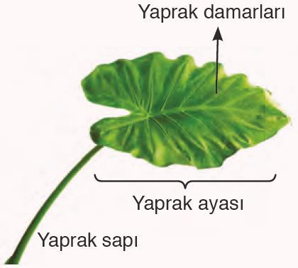 Ilıman bölgelerde yaşayan ağaçların enine kesitinde iç içe birçok halka görülür. Bu halkaların her biri bir yıl içerisinde meydana gelen odundur ve bunlara büyüme halkaları veya yaş halkaları denir.