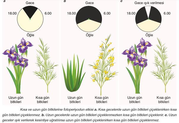 Örneğin küstüm otu sarsılınca yapraklarını kapatır. Bazı bitkiler de ise dokununca tohumunu uzağa fırlatır. c.tigmonasti: Dokunma uyaranı ile oluşur. Örneğin sinekkapan bitkilerinde. d.termonasti: Sıcaklığın etkisiyle oluşur.