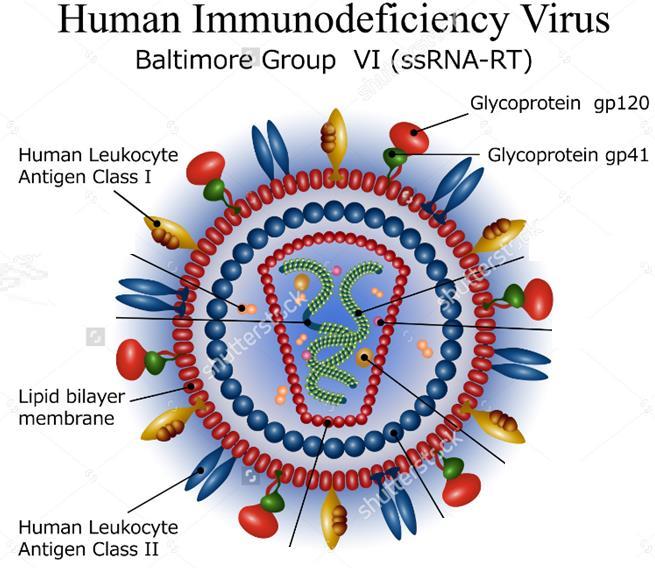 HIV in yapısı -Zarf Virus yuvarlak 100-200 nm, orta boyuttadır En dıştaki viral yapı zarfdır.