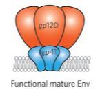Dışarıda gp120 ve ona bağlı sap şeklinde zarfa gömülü gp41 Zarfın üstündeki gp120 uçları trimeriktir,72 tanedir Zarf yüzeyinde
