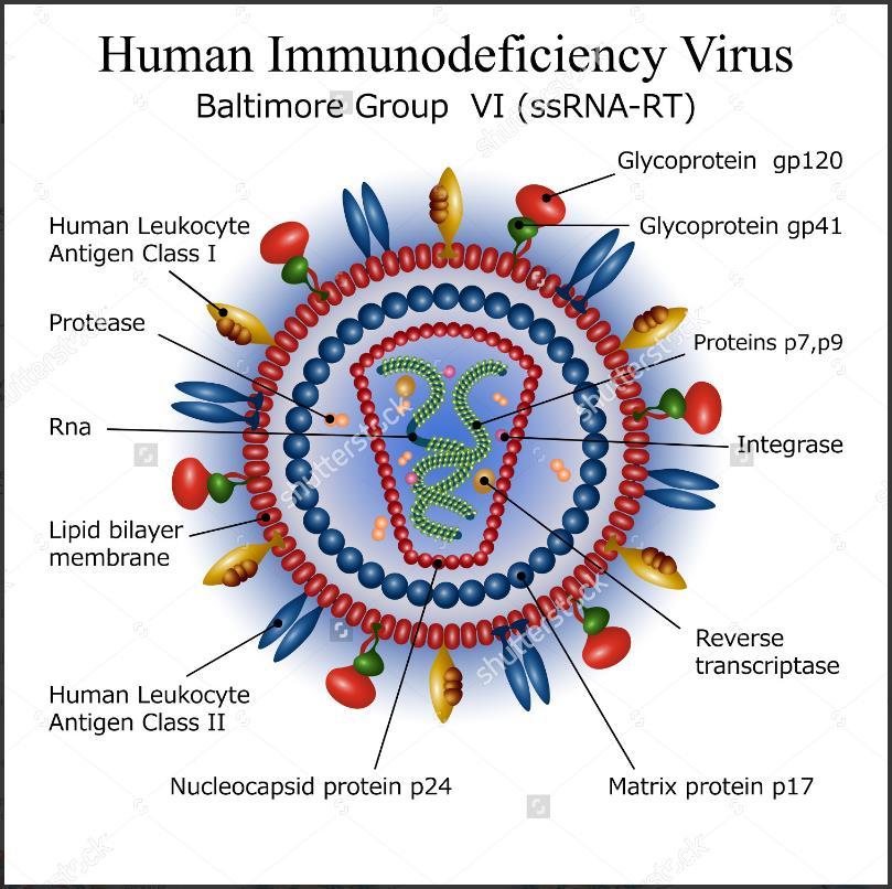 HIV in yapısı-nükleokapsid RT/IN/P, p7/p9 Genomu