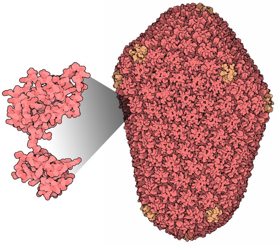 Genomu çevreleyen ve koruyan kapsidin yapısal modellemesi; cryo-electron mikroskopik verilere göre.. http://pdb101.rcsb.