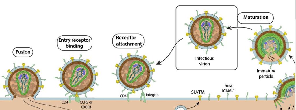 HIV replikasyon döngüsü 1-Hedef hücreye tutunma ve giriş Füzyon ve giriş inhibitörleri Enfuvirtide (ENF, T-20), Maraviroc(MVC)-CCR5