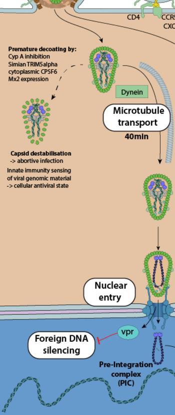 NRTI, NNRTI, RT INSTI Gen tedavileri, RNA