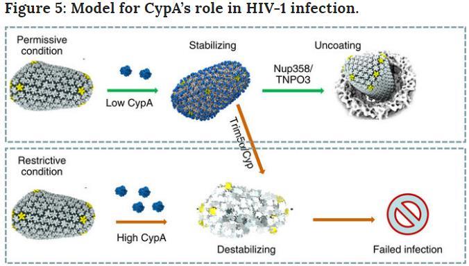 Konak hücre faktörü CypA nın HIV kapsidi inşasındaki(assembly) rolünü araştıran bir çalışmanın sonuçları yeni bir tedavi yolu açılabileceğini öne sürüyor.
