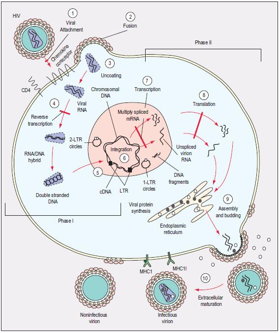 Virusun replikatif yaşam döngüsü iki fazda on kademeli ele alınabilir FAZ-II 7-Transkripsiyon 8-Translasyon 9-Montaj ve tomurcuklanma 10-