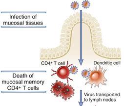 İnsan dendritik hücrelerin alt grupları, bunların özellikleri ve dağılımları HIV-1 ile ilk temas eden hücreler bunlardır İki büyük gruba ayrılırlar CD11c + myeloid dendritic cells (cdcs) Ciltte yer