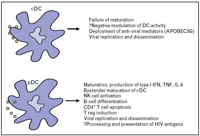 İki farklı grup dendritik hücrenin HIV-1 e karşı yanıtları pleotropiktir konak için