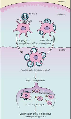 myeloid dendritic cells plasmacytoid dendritic cells DENDRİTİK HÜCRELERDEN BEKLENEN