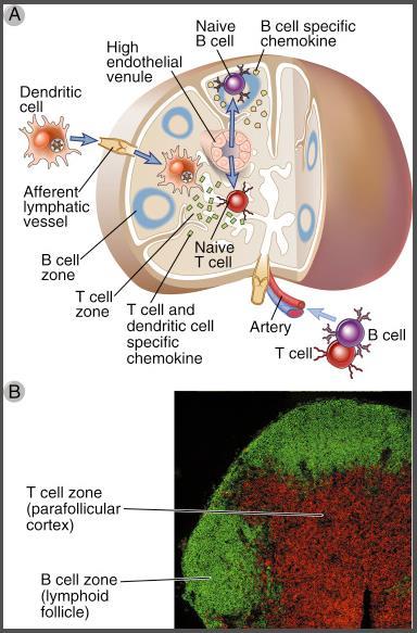A- Dendritik hücrenin mukozal bölgede yakaladığı virusu aferent lenfatik damarla lenf bezine getirip T hücrelerine aktarması