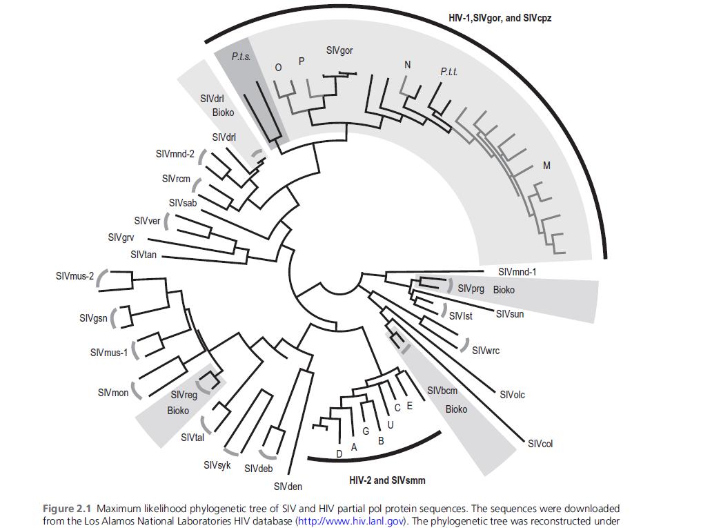 HIV ve SIV in kısmi Pol protein sekanslarına göre