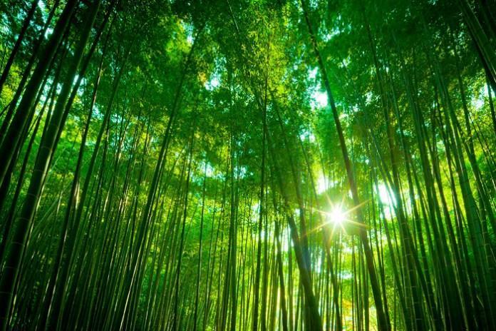 Esneyen bambu direnen meşeden daha güçlüdür.