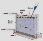 Jel Elektroforezi Kullanılan matriks tipine göre Agaroz jel elektroforezi - DNA Poliakrilamid jel