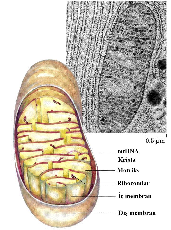 Pek çok bitki ve hayvan hücresinde binlerce mitokondri bulunabilmektedir (Şekil 2.2). A B Şekil 2.2 Mitokondrinin yapısı. A: ( Griffiths et al. 2000), B: (Kılıç 2005).