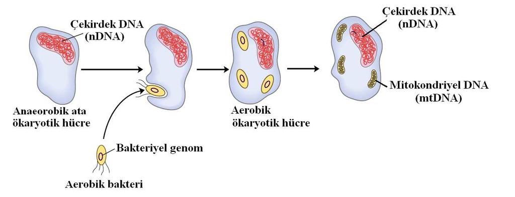 Mitokondriler aslında yarı bağımsız organeller olup kendi DNA ve ribozomları bulunmaktadır. Mitokondri DNA larının evrimsel kökeni tartışmalıdır.