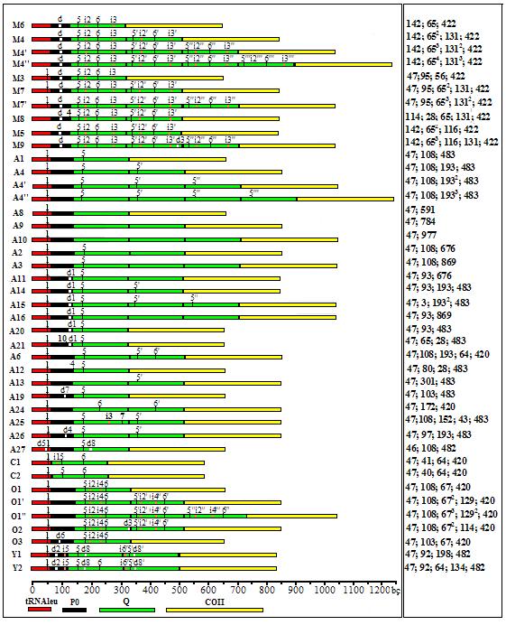 Şekil 2.17 42 farklı COI-COII mitotiplerinin kesim haritaları (solda) ve kesim parçacıklarının büyüklükleri (sağda).