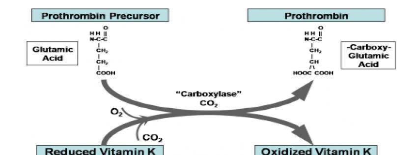 inhibisyonu) sahiptir.