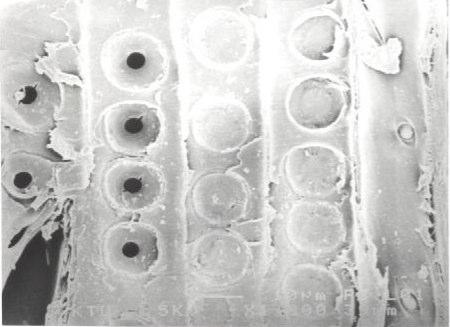 H. ŞAHİN Klima odasında taze halden hava kurusu hale getirilen örneklerin traheidlerinin radyal yüzeylerindeki kenarlı geçit çiftlerinin elektron mikroskobu incelemeleri