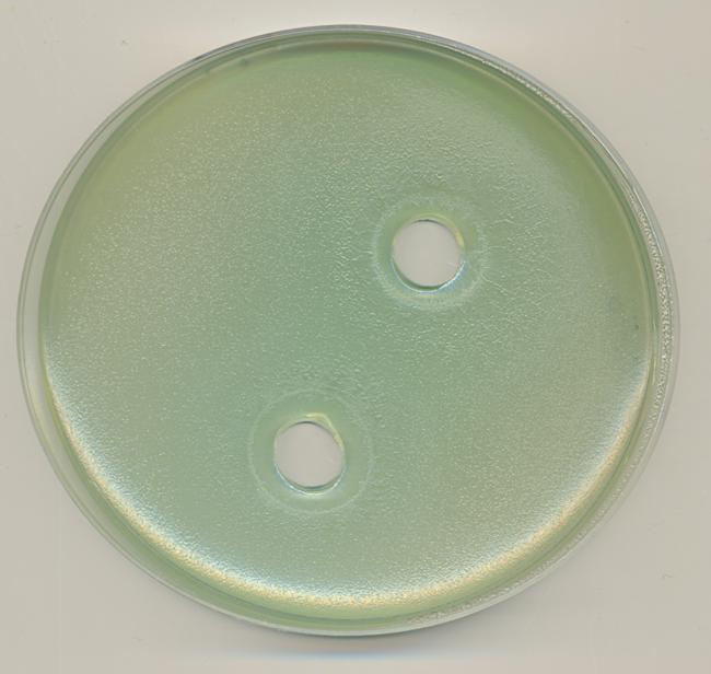 53 Çizelge 4.4. Lactobacillus plantarum DSM 20246 kültürünün bağırsak patojenleri ve gıda kontaminantları bakteriler üzerinde antimikrobiyal aktivite sonuçları (zon çapı, mm).