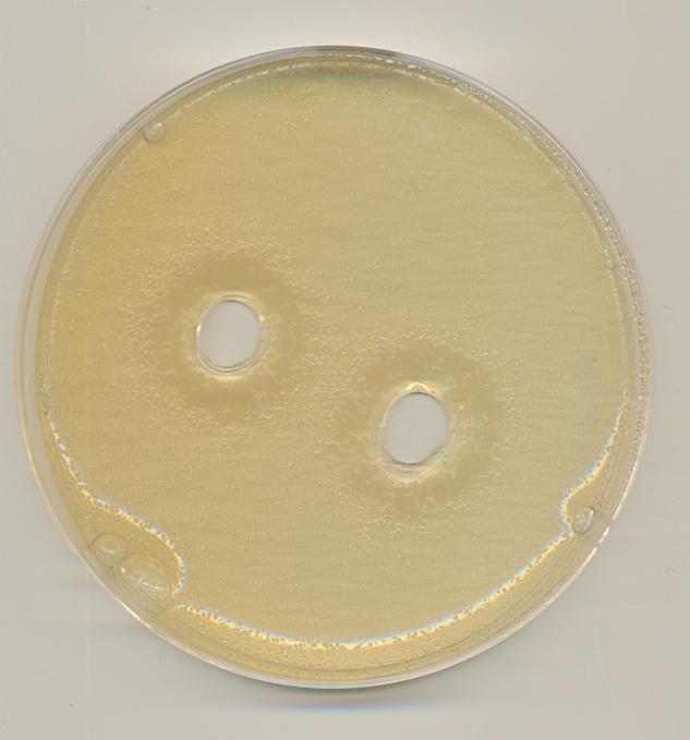 54 Resim 4.4. Lactobacillus plantarum DSM 20246 suģunun