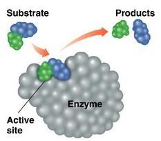 Enzim Aktivitesi Aktif bölge Reaksiyonların görüldüğü enzim bölgesi Genelde enzimin sadece küçük bir bölümüdür Bir mikroçevre oluşturur örneğin sıkça sudan mahrum bırakır Substratı