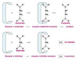 Malonat ve Süksinat Dehidrogenaz Malonat; süksinat DH azın kompetitif bir