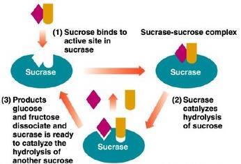 Enzimle katalizlenen bir reaksiyona örnek Sükroz Sükroz enzimin aktif bölgesine bağlanır Sükraz-sükroz kompleksi Sükraz Sükraz