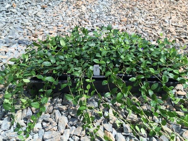 Bar Harbor Cotoneaster dammeri Thymus