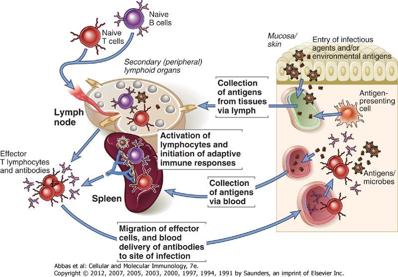 LENFOSİT AKTİVASYONU Naif B Hücreleri Efektör T hücreleri ve antikorlar Lenf düğümü Dalak Periferik (Sekonder) lenfoid organlar Lenfositlerin aktivasyonu ve edinsel