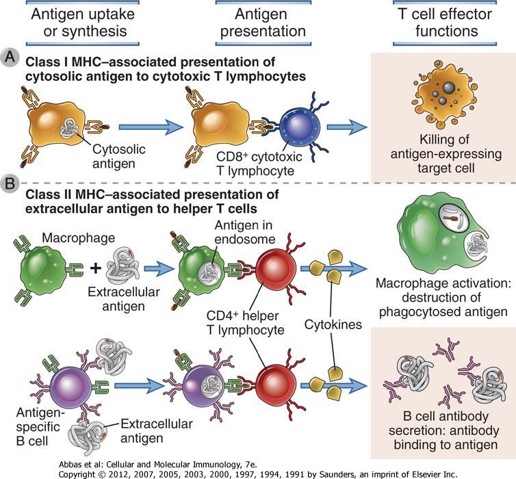 T Hücre Aktivasyonu Antijen alımı ya da sentezi MHC sınıf I yolu Antijen işleme T hücre efektör işlevleri MHC sınıf II yolu CD8 + Sitotoksik T hücresi Antijeni bulunduran