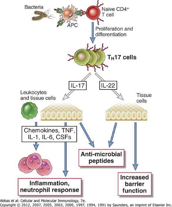 Th17 İşlevleri Naif CD4 + T hücresi Anti-mikrobik