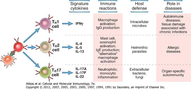 Yardımcı T Hücre İşlevleri İmza Immün Konak Hastalıkta Yanıtı Koruması Rolü Makrofaj aktivasyonu İgG üretimi Mast hücre ve eozinofil aktivasyonuig E üretimi