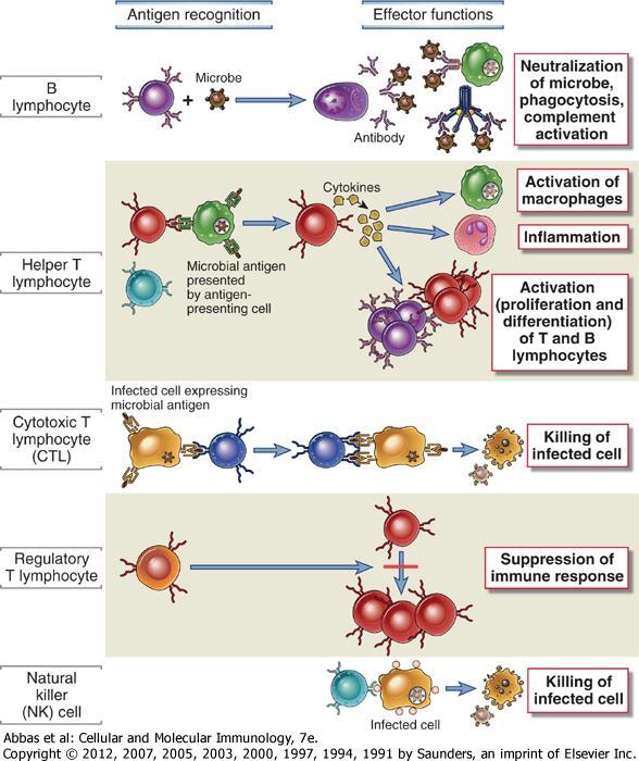 Antijen tanıma Efektör İşlevler B lenfositleri Yardımcı T lenfositleri Sitotoksik T lenfositleri Regülatör T lenfositleri Mikrobun nötralizasyonu fagositoz, kompleman aktivasyonu Makrofaj aktivasyonu