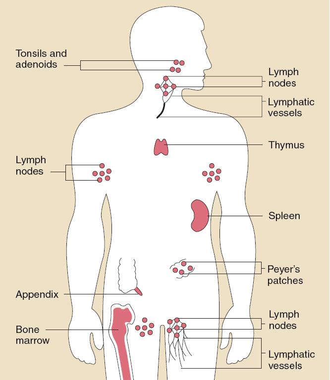 Tonsilla/ Adenoid Lenf düğümleri Lenf düğümleri Lenf damarları Timus Dalak Lenfoid